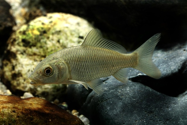 carp, freshwater fish, pisces, carp, carp, carp, carp, carp, pisces